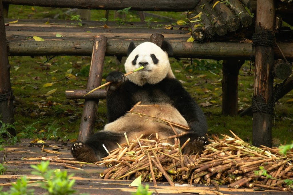 Chengdu panda eating bamboo