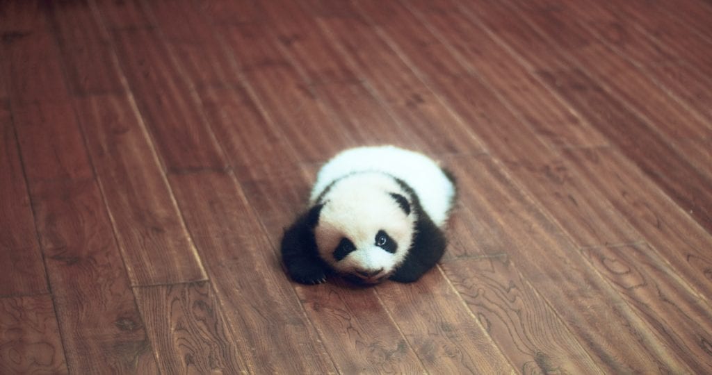 Travel photograph of Chengdu Panda