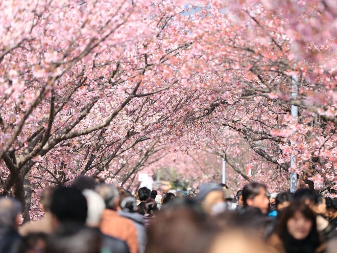 Travel Japan: Best Time to Visit Tokyo Throughout the Year