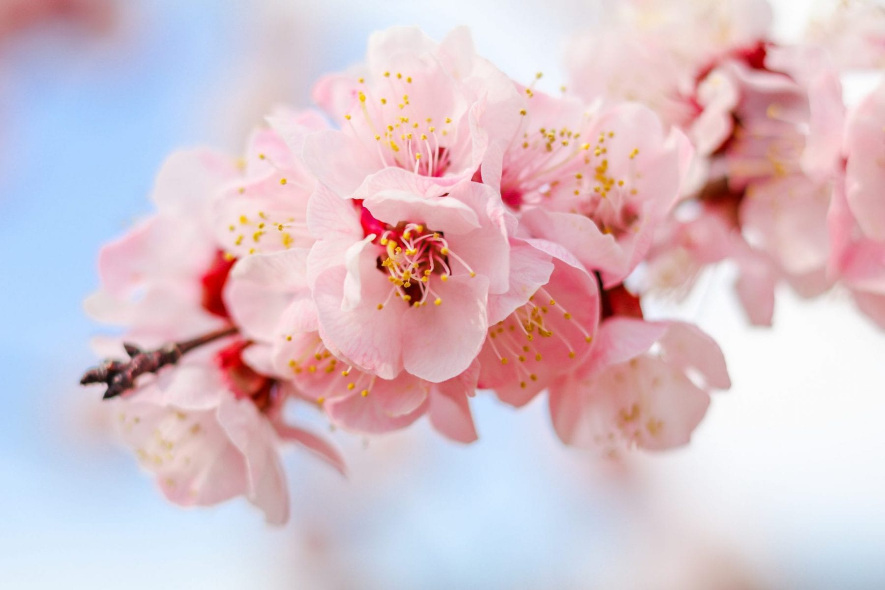 Here's where you should be travelling to for the cherry blossom season ...