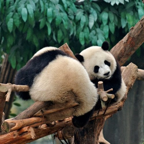 Panda volunteering China