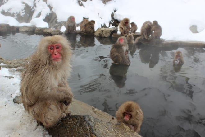 snow monkeys onsen