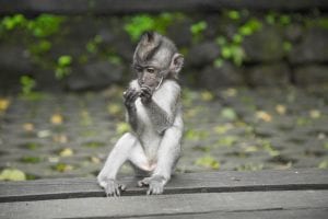 monkey Indonesia