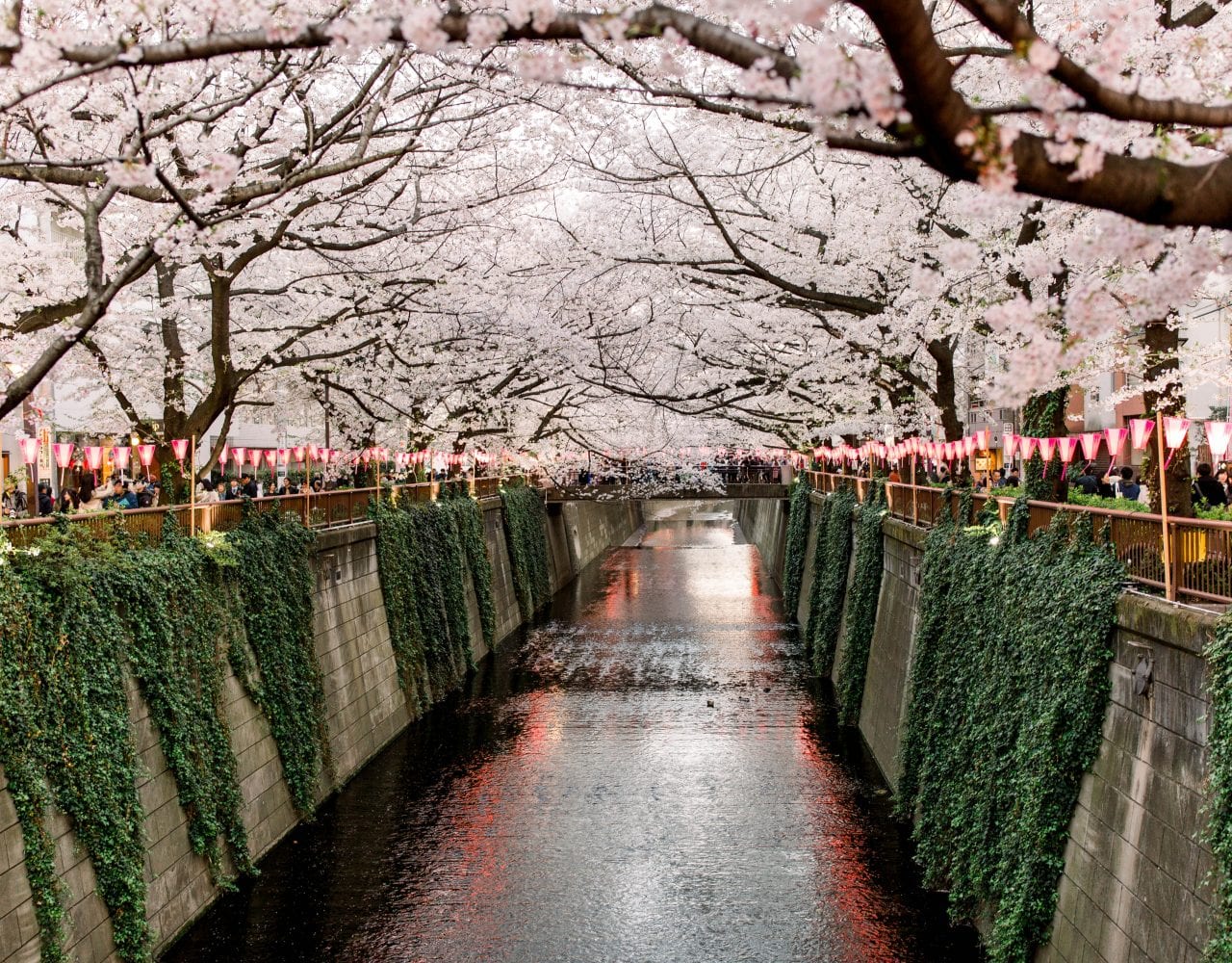 spring blossom tour in japan