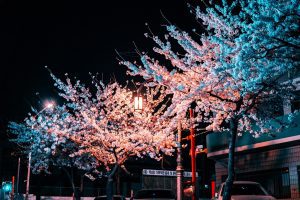 Cherry blossoms in south korea