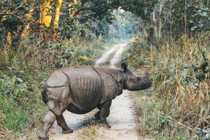 Großes einhörniges Nashorn in Nepal
