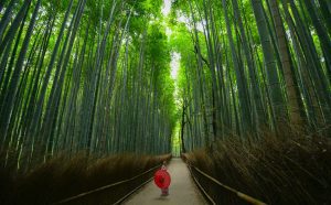 Rừng tre Arashiyama - Cuối tuần ở Kyoto