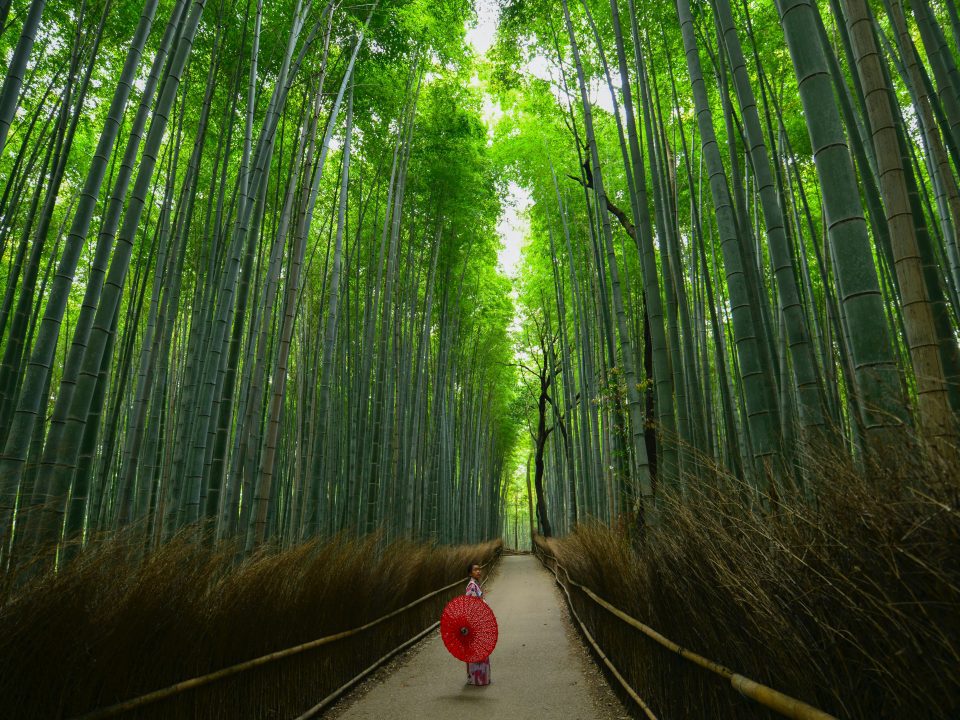 Arashiyama Bamboo Forest - A Weekend in Kyoto