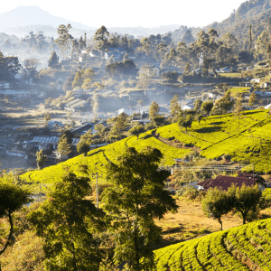 sri-lanka-group-tour-tea-plantation